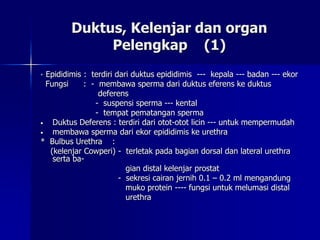 Duktus, Kelenjar dan organ
Pelengkap (1)
* Epididimis : terdiri dari duktus epididimis --- kepala --- badan --- ekor
Fungs...