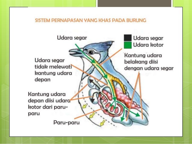 Sistem Organ Aves