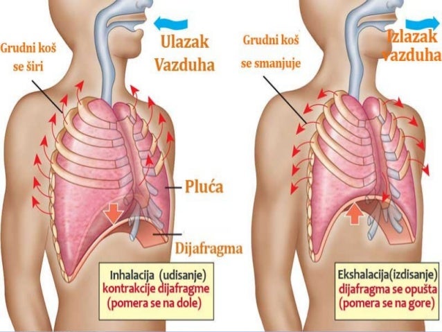Image result for pluća i plućni volumeni