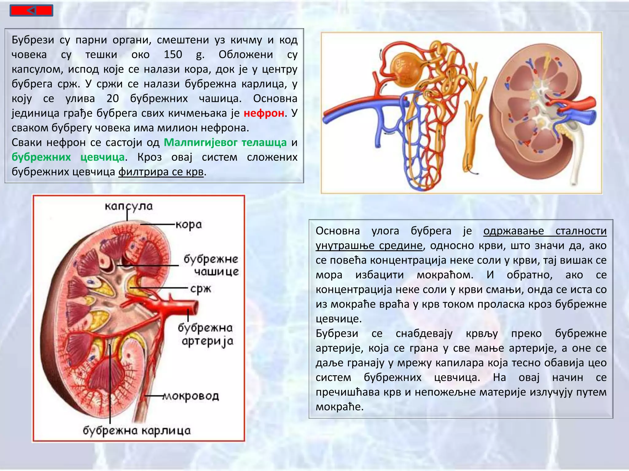 Систем органа за излучивање | PPT