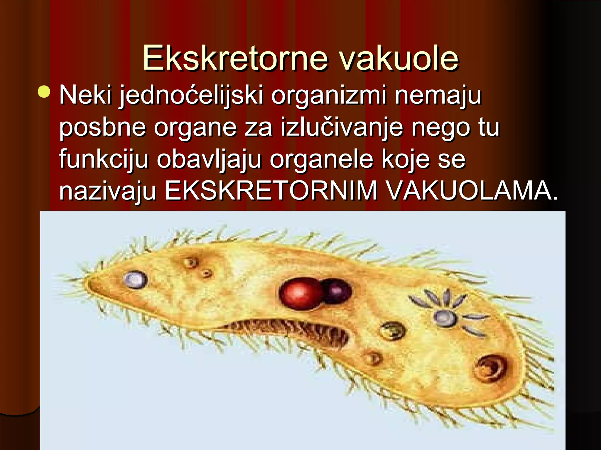 Ekskretorne vakuole
 Neki jednoćelijski organizmi nemaju
 posbne organe za izlučivanje nego tu
 funkciju obavljaju organele koje se
 nazivaju EKSKRETORNIM VAKUOLAMA.
 