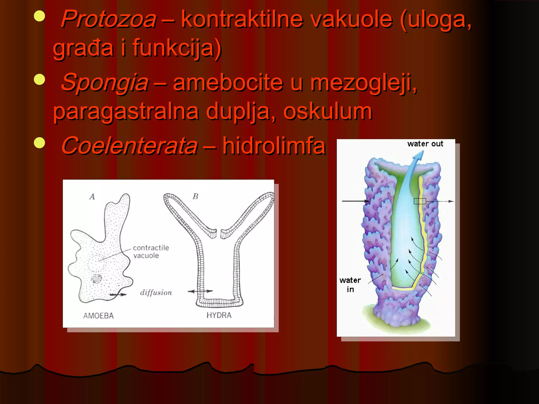  Protozoa – kontraktilne vakuole (uloga,
 građa i funkcija)
 Spongia – amebocite u mezogleji,
 paragastralna duplja, oskulum
 Coelenterata – hidrolimfa
 