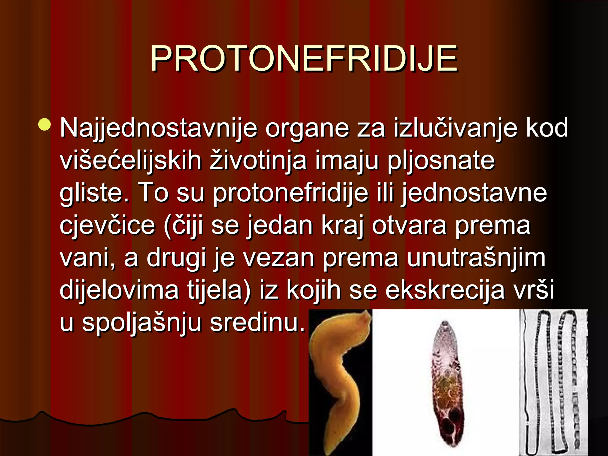PROTONEFRIDIJE
 Najjednostavnije organe za izlučivanje kod
 višećelijskih životinja imaju pljosnate
 gliste. To su protonefridije ili jednostavne
 cjevčice (čiji se jedan kraj otvara prema
 vani, a drugi je vezan prema unutrašnjim
 dijelovima tijela) iz kojih se ekskrecija vrši
 u spoljašnju sredinu.
 
