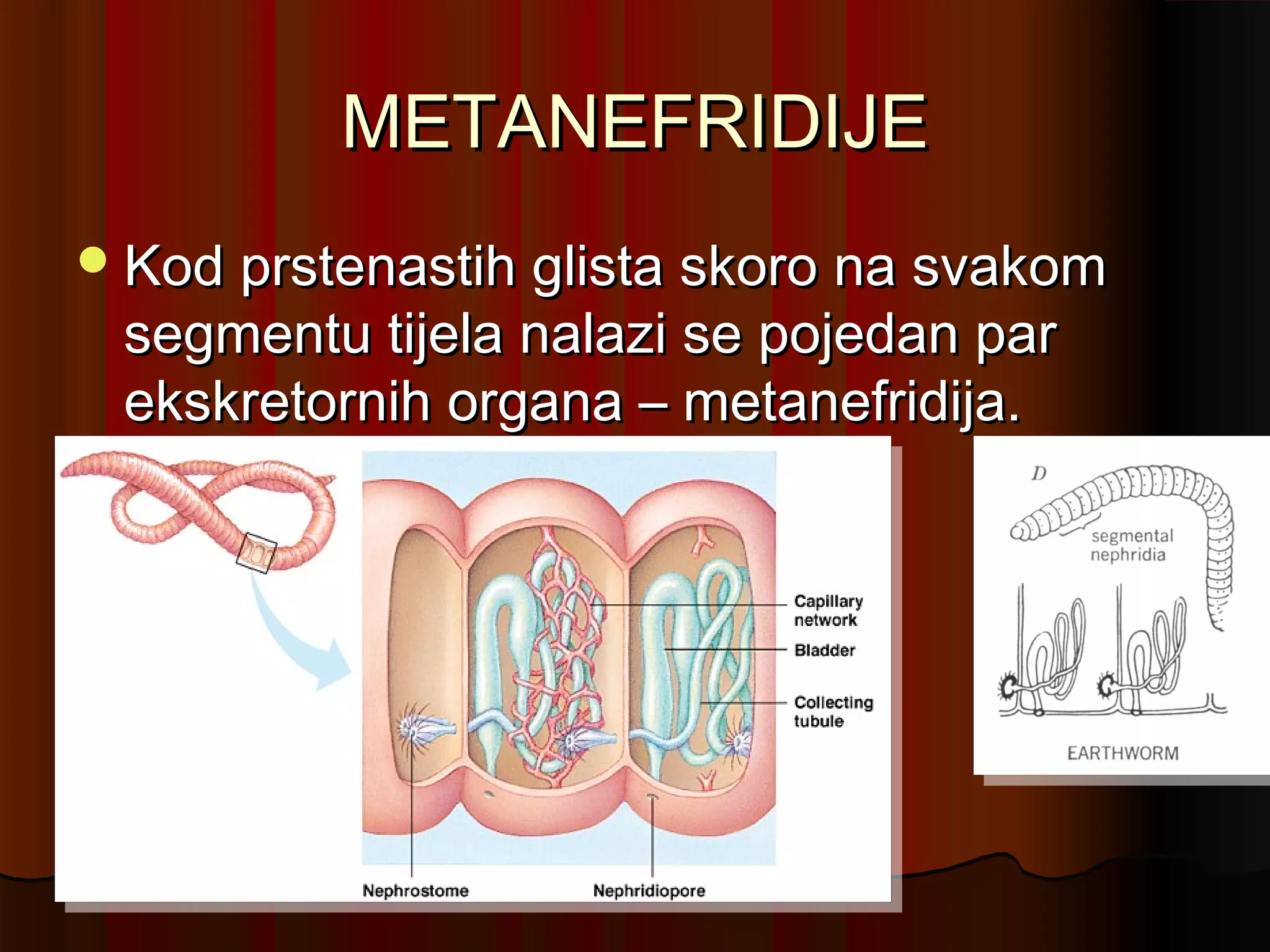 METANEFRIDIJE
 Kod prstenastih glista skoro na svakom
 segmentu tijela nalazi se pojedan par
 ekskretornih organa – metanefridija.
 