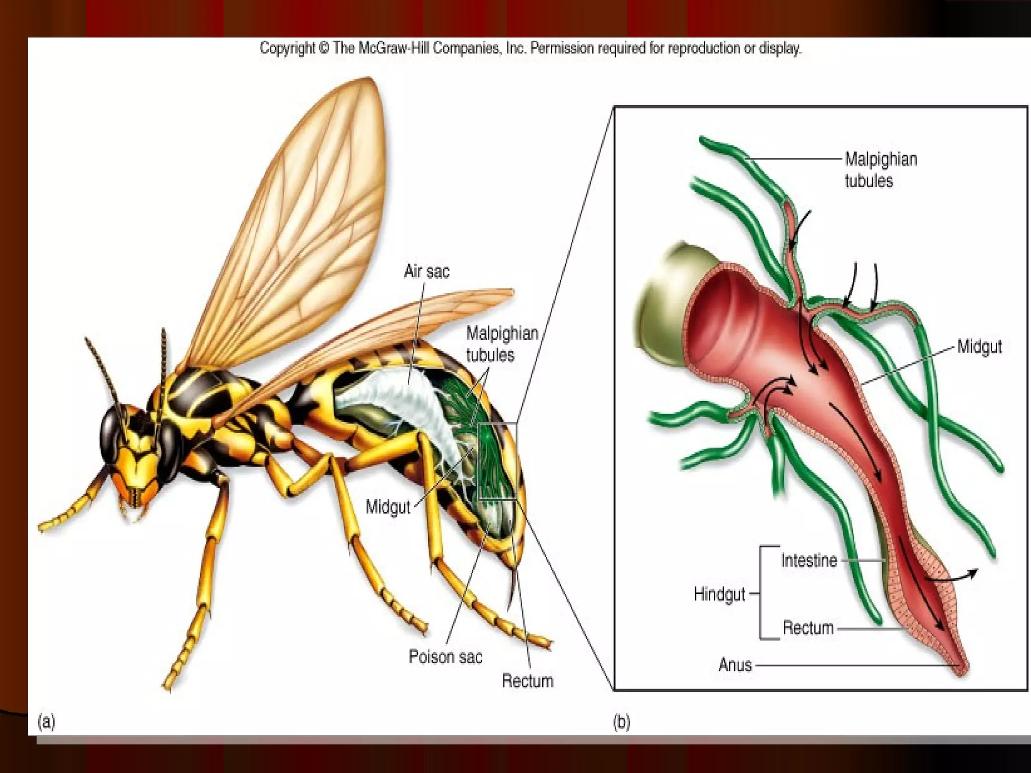 Sistem organa za izlučivanje