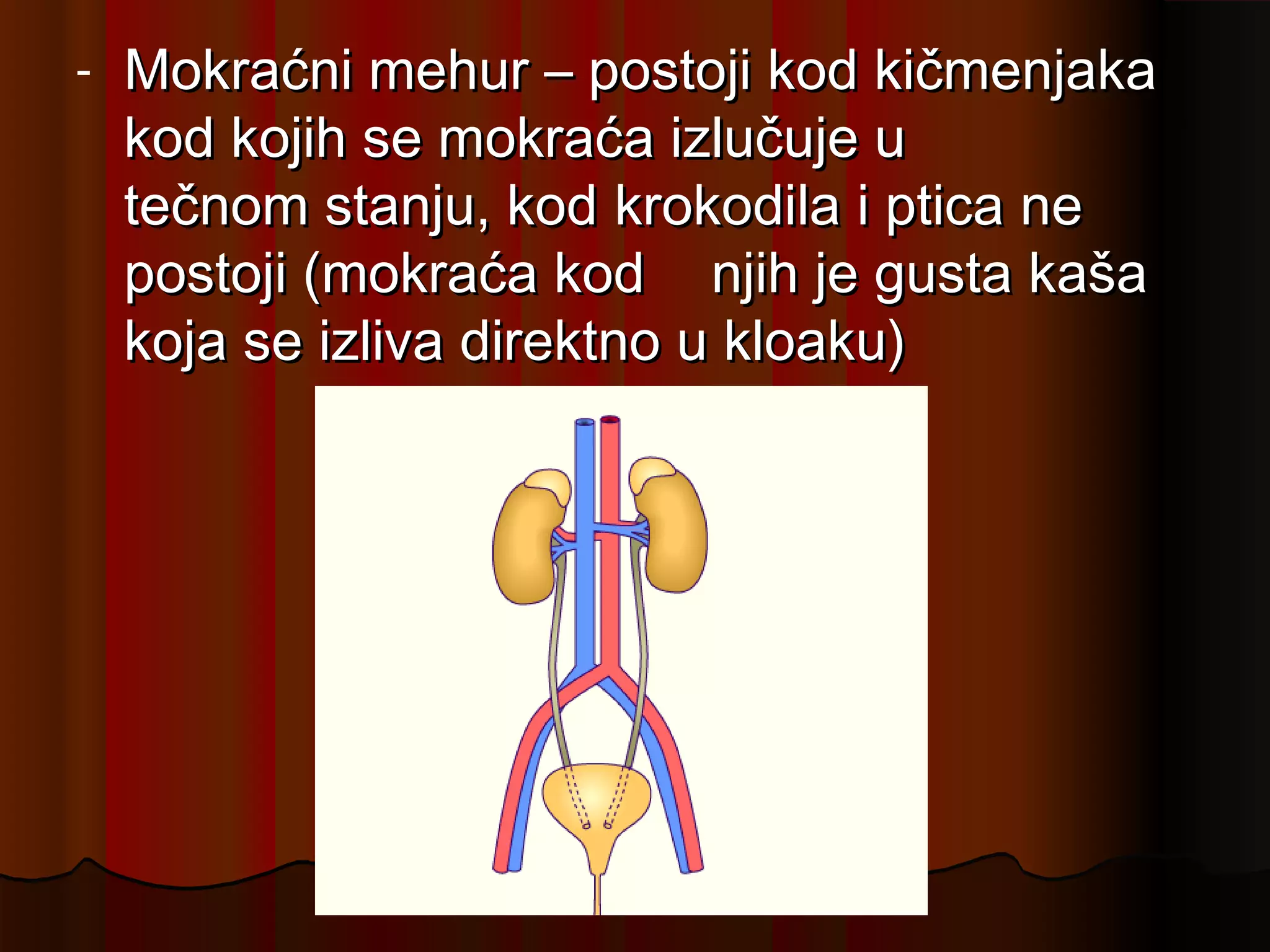 -   Mokraćni mehur – postoji kod kičmenjaka
    kod kojih se mokraća izlučuje u
    tečnom stanju, kod krokodila i ptica ne
    postoji (mokraća kod njih je gusta kaša
    koja se izliva direktno u kloaku)
 