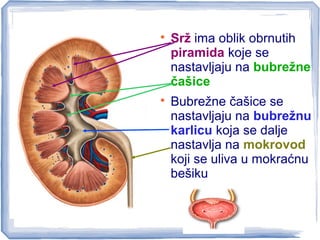 
Srž ima oblik obrnutih
piramida koje se
nastavljaju na bubrežne
čašice

Bubrežne čašice se
nastavljaju na bubrežnu
karlicu koja se dalje
nastavlja na mokrovod
koji se uliva u mokraćnu
bešiku
 