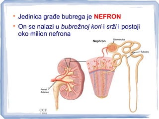 
Jedinica građe bubrega je NEFRON

On se nalazi u bubrežnoj kori i srži i postoji
oko milion nefrona
 