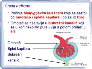 Građa nefrona

Počinje Malpigijevim telašcem koje se sastoji
od omotača i spleta kapilara i polazi iz kore

Omotač se nastavlja u bubrežni kanalić koji
se u kori nekoliko puta uvija a potom prelazi u
srž
Omotač
Splet kapilara
Bubrežni
kanalić
 