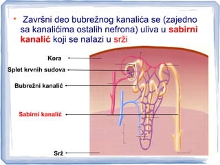 
Završni deo bubrežnog kanalića se (zajedno
sa kanalićima ostalih nefrona) uliva u sabirni
kanalić koji se nalazi u srži
Kora
Srž
Splet krvnih sudova
Bubrežni kanalić
Sabirni kanalić
 