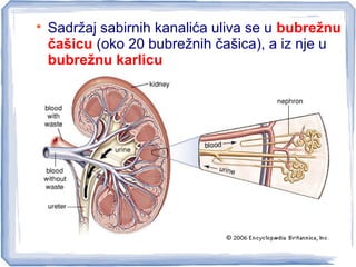 
Sadržaj sabirnih kanalića uliva se u bubrežnu
čašicu (oko 20 bubrežnih čašica), a iz nje u
bubrežnu karlicu
 