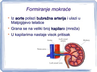 Formiranje mokraće

Iz aorteaorte polazi bubrežna arterijabubrežna arterija i ulazi u
Malpigijevo telašce

Grana se na veliki broj kapilarkapilara (mreža)

U kapilarima nastaje visok pritisak
 
