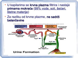 
U kapilarima se krvna plazmakrvna plazma filtrira i nastaje
primarna mokraćaprimarna mokraća (99% vode, soli, šećeri,
štetne materije)

Za razliku od krvne plazme, ne sadržine sadrži
belančevinebelančevine
 