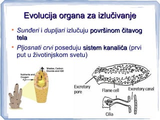 Evolucija organa za izlučivanjeEvolucija organa za izlučivanje

Sunđeri i dupljari izlučuju površinom čitavogpovršinom čitavog
telatela

Pljosnati crvi poseduju sistem kanalićasistem kanalića (prvi
put u životinjskom svetu)
 