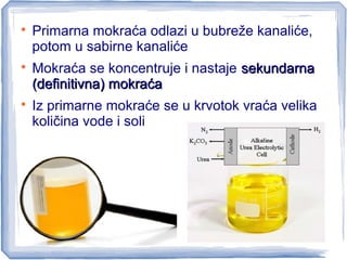 
Primarna mokraća odlazi u bubreže kanaliće,
potom u sabirne kanaliće

Mokraća se koncentruje i nastaje sekundarnasekundarna
(definitivna) mokraća(definitivna) mokraća

Iz primarne mokraće se u krvotok vraća velika
količina vode i soli
 