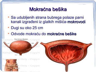 Mokraćna bešikaMokraćna bešika

Sa udubljenih strana bubrega polaze parni
kanali izgrađeni iz glatkih mišića-mokrovodimokrovodi

Dugi su oko 25 cm

Odvode mokraću do mokraćne bešikemokraćne bešike
 