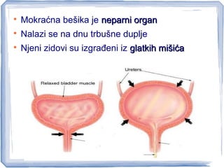
Mokraćna bešika je neparni organneparni organ

Nalazi se na dnu trbušne duplje

Njeni zidovi su izgrađeni iz glatkih mišićaglatkih mišića
 