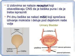 
U zidovima se nalaze receptorireceptori koji
obaveštavaju CNS da je bešika puna i da je
treba isprazniti

Pri dnu bešike se nalazi mišićmišić koji sprečava
izlivanje mokraće i deluje pod dejstvom naše
volje
 