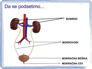 Da se podsetimo...
BUBREZI
MOKROVODI
MOKRAĆNA BEŠIKA
MOKRAĆNA CEV
 