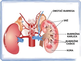 OMOTAČ BUBREGA
SRŽ
KORA
BUBREŽNA
KARLICA
BUBREŽNE
ČAŠICE
 