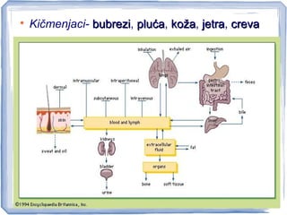 
Kičmenjaci- bubrezibubrezi, plućapluća, kožakoža, jetrajetra, crevacreva
 