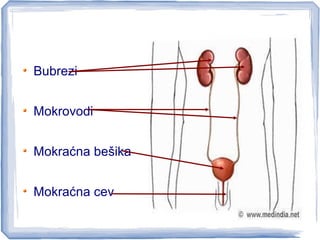 Bubrezi
Mokrovodi
Mokraćna bešika
Mokraćna cev
 