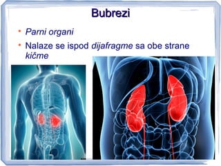 BubreziBubrezi

Parni organi

Nalaze se ispod dijafragme sa obe strane
kičme
 