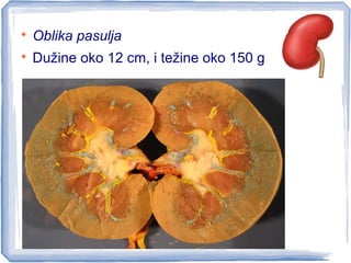 
Oblika pasulja

Dužine oko 12 cm, i težine oko 150 g
 