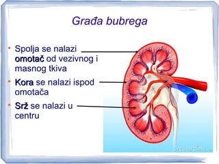 Građa bubrega

Spolja se nalazi
omotačomotač od vezivnog i
masnog tkiva

KoraKora se nalazi ispod
omotača

SržSrž se nalazi u
centru
 