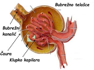 Bubrežno telašce
Klupko kapilara
Čaura
Bubrežni
kanalić
 