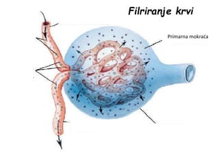 Primarna mokraća
Filriranje krvi
 