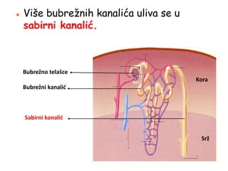  Više bubrežnih kanalića uliva se u
sabirni kanalić.
Kora
Srž
Bubrežno telašce
Bubrežni kanalić
Sabirni kanalić
 