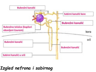 Bubrežno telašce (kapilari
obavijeni čaurom)
Bubrežni kanalić
Bubrežni kanalić
Bubrežni kanalić
Bubrežni kanalić
Sabirni kanalić u srži
Sabirni kanalić kore
Izgled nefrona i sabirnog
kora
srž
 