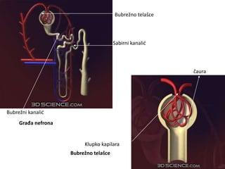 Bubrežni kanalić
Bubrežno telašce
Sabirni kanalić
Građa nefrona
Klupko kapilara
čaura
Bubrežno telašce
 