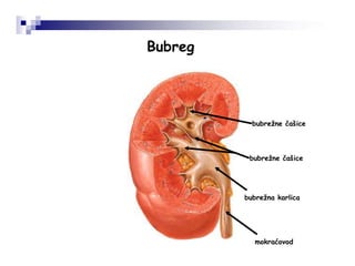 Bubreg
bubrežne čašice
bubrežne čašice
bubrežna karlica
mokraćovod
 