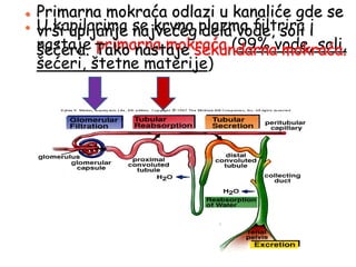  U kapilarima se krvna plazma filtrira i
nastaje primarna mokraća (99% vode, soli,
šećeri, štetne materije)
 Primarna mokraća odlazi u kanaliće gde se
vrši upijanje najvećeg dela vode, soli i
šećera. Tako nastaje sekundarna mokraća.
 