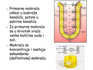  Primarna mokraća
odlazi u bubreže
kanaliće, potom u
sabirne kanaliće.
 Iz primarne mokraće
se u krvotok vraća
velika količina vode i
soli.
 Mokraća se
koncentruje i nastaje
sekundarna
(definitivna) mokraća.
 