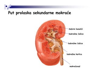 Put prolaska sekundarne mokraće
bubrežne čašice
bubrežne čašice
bubrežna karlica
mokraćovod
Sabirni kanalići
 