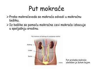 Put mokraće
Preko mokraćovoda se mokraća odvodi u mokraćnu
bešiku.
Iz bešike se pomoću mokraćne cevi mokraća izbacuje
u spoljašnju sredinu.
Put prolaska mokraće
obeležen je žutom bojom
 