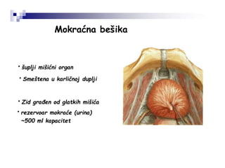Mokraćna bešika
• šuplji mišićni organ
• rezervoar mokraće (urina)
~500 ml kapacitet
• Zid građen od glatkih mišića
• Smeštena u karličnoj duplji
 