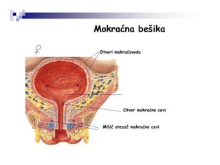 Mokraćna bešika
Otvori mokraćovoda
Otvor mokraćne cevi
Mišić stezač mokraćne cevi
♀
 