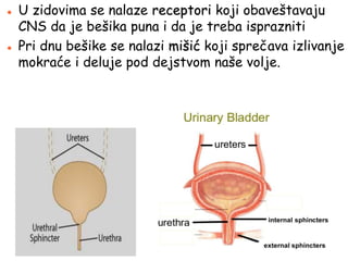  U zidovima se nalaze receptori koji obaveštavaju
CNS da je bešika puna i da je treba isprazniti
 Pri dnu bešike se nalazi mišić koji sprečava izlivanje
mokraće i deluje pod dejstvom naše volje.
 