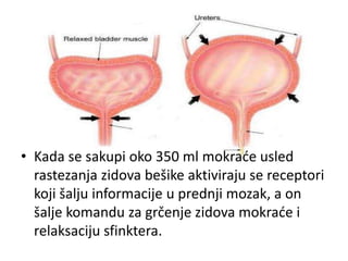 • Kada se sakupi oko 350 ml mokraće usled
rastezanja zidova bešike aktiviraju se receptori
koji šalju informacije u prednji mozak, a on
šalje komandu za grčenje zidova mokraće i
relaksaciju sfinktera.
 