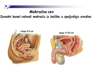 Mokraćna cev
duga 17-22 cm
♂
• duga 3-5 cm
♀
Izvodni kanal-odvodi mokraću iz bešike u spoljašnju sredinu
 