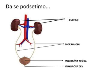 Da se podsetimo...
BUBREZI
MOKROVODI
MOKRAĆNA BEŠIKA
MOKRAĆNA CEV
 