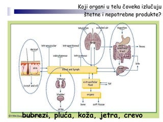 bubrezi, pluća, koža, jetra, crevo
Koji organi u telu čoveka izlučuju
štetne i nepotrebne produkte?
 