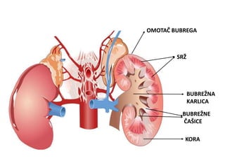 OMOTAČ BUBREGA
SRŽ
KORA
BUBREŽNA
KARLICA
BUBREŽNE
ČAŠICE
 