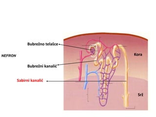 Kora
Srž
Bubrežno telašce
Bubrežni kanalić
Sabirni kanalić
NEFRON
 