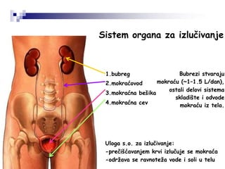 Sistem organa za izlučivanje
1.bubreg
2.mokraćovod
3.mokraćna bešika
4.mokraćna cev
Bubrezi stvaraju
mokraću (~1–1.5 L/dan),
ostali delovi sistema
skladište i odvode
mokraću iz tela.
Uloga s.o. za izlučivanje:
-prečišćavanjem krvi izlučuje se mokraća
-održava se ravnoteža vode i soli u telu
 
