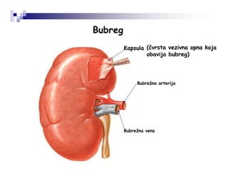 Bubreg
Kapsula
Bubrežna arterija
Bubrežna vena
(čvrsta vezivna opna koja
obavija bubreg)
 